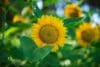 What Is Functional Medicine?